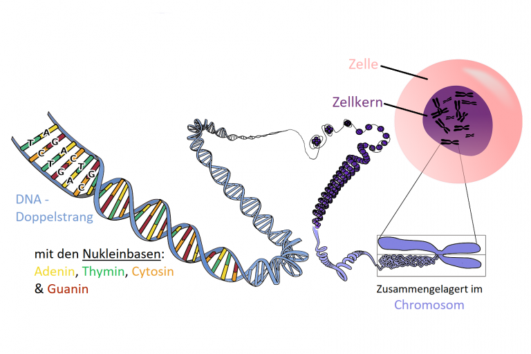 Basic Genetics | generatio.de